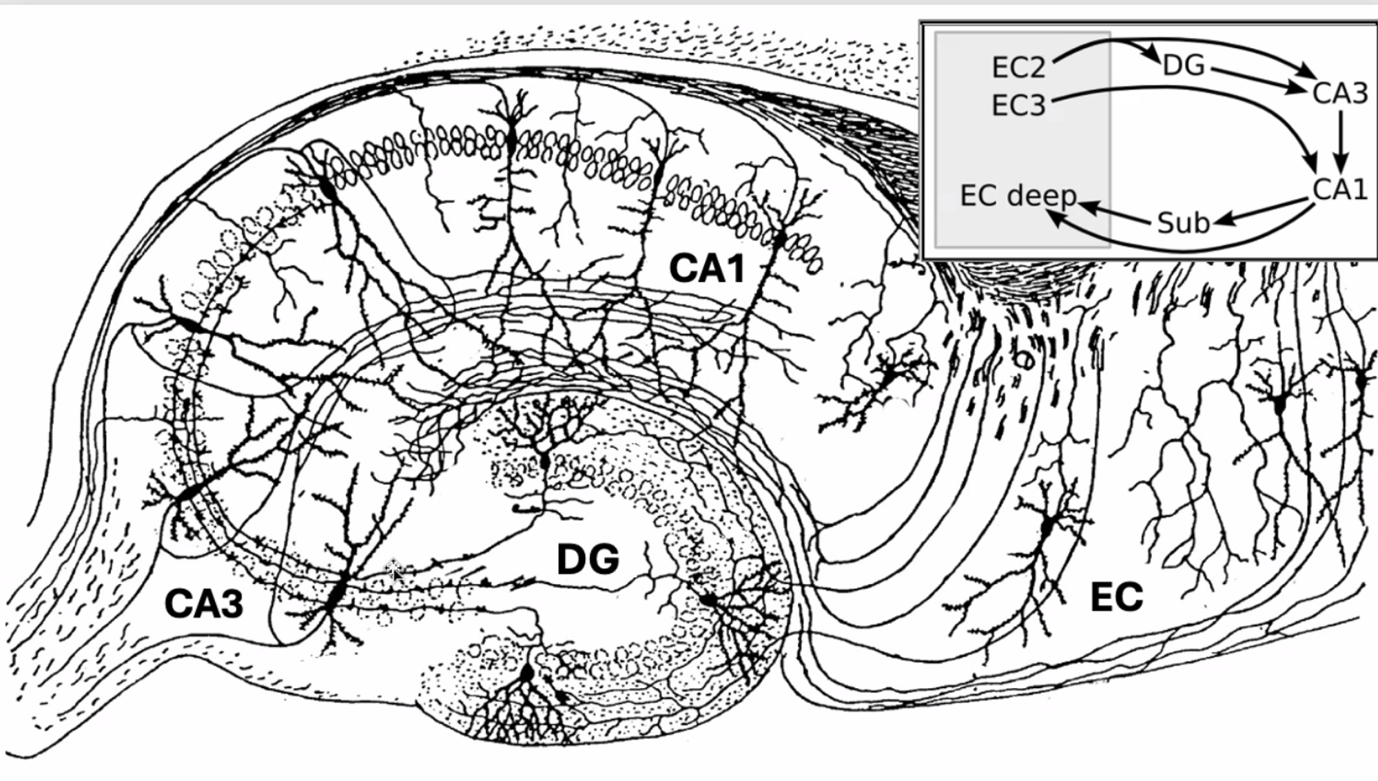 Welcome to CA3 in the hippocampus!