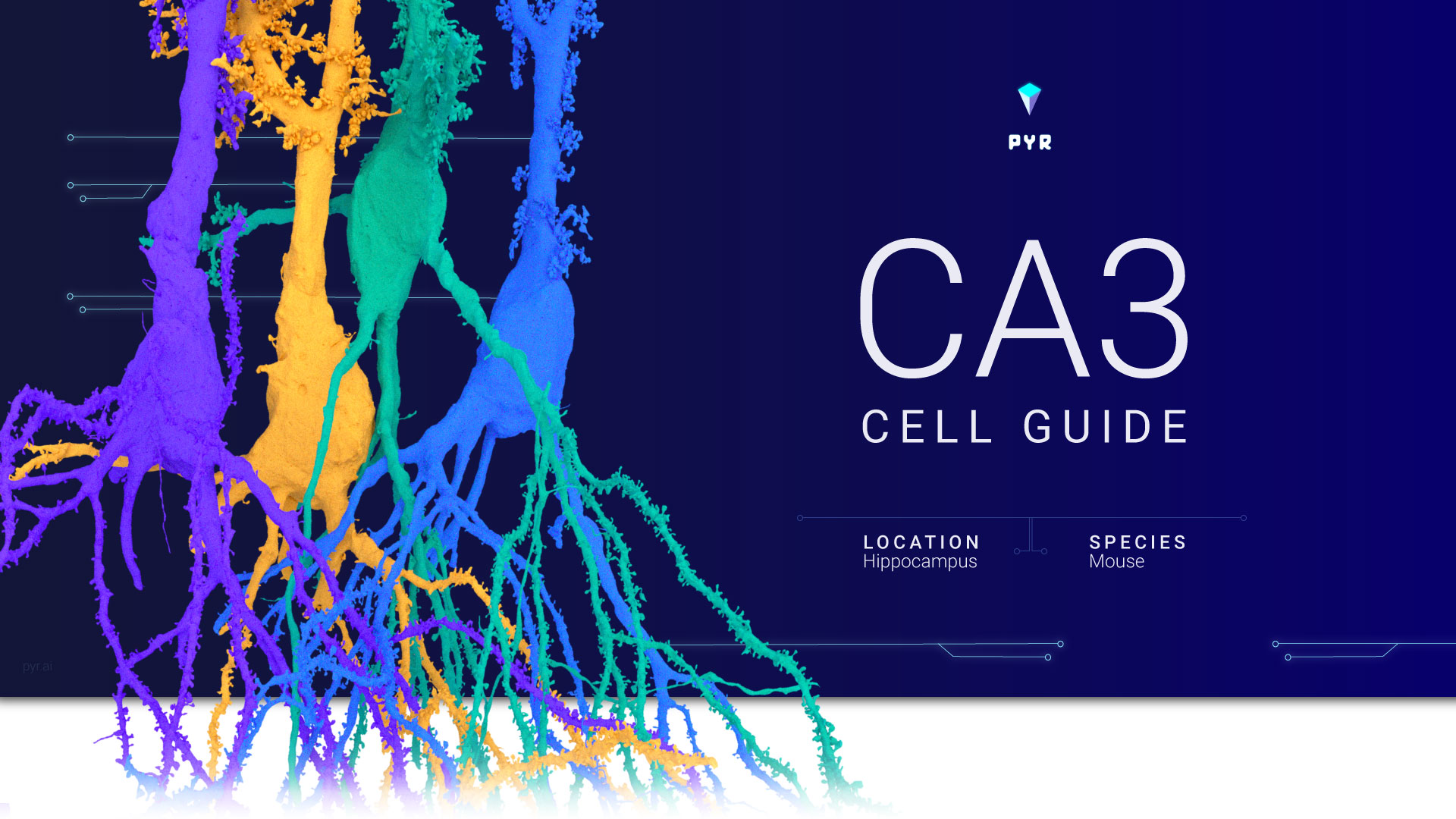 CA3 Cell Guide